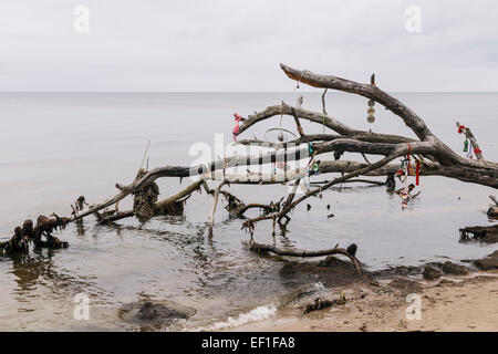 Alberi abbattuti durante violente tempeste la linea della spiaggia di Cape Kolka, Lettonia. Ornamenti e cestino appeso su rami dai visitatori Foto Stock