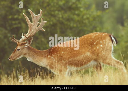 Daini buck ( Dama ) passando in una radura nella stagione estiva Foto Stock