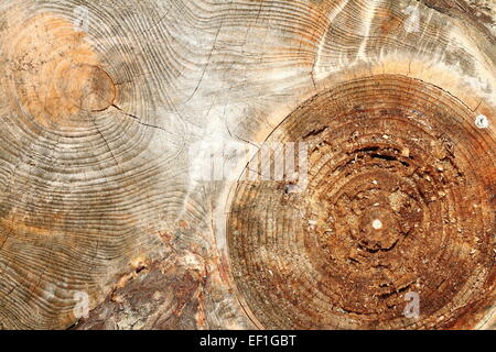 Nodo sul bordo di abete rosso, la texture del legno vecchio Foto Stock