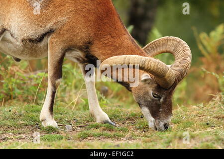 Muflone maschio su pascolo prato ( Ovis orientalis ) Foto Stock