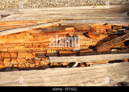 Decomporsi sul legno morto, testurizzato naturale dettaglio sul tronco di abete rosso Foto Stock