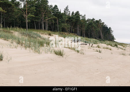 La foresta e le dune di sabbia a Cape Kolka, Lettonia Foto Stock