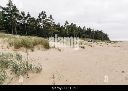 La foresta e le dune di sabbia a Cape Kolka, Lettonia Foto Stock