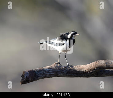 Gazza Lark (Grallina cyanoleuca), Gluepot, Sud Australia, SA, Australia Foto Stock
