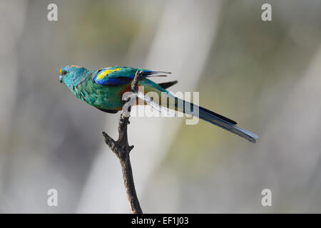 Mulga Parrot (Psephotus varius), Gluepot, Sud Australia, SA, Australia Foto Stock