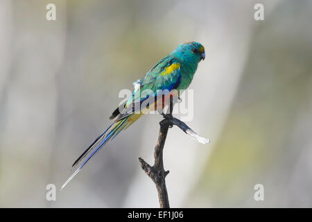 Mulga Parrot (Psephotus varius), Gluepot, Sud Australia, SA, Australia Foto Stock