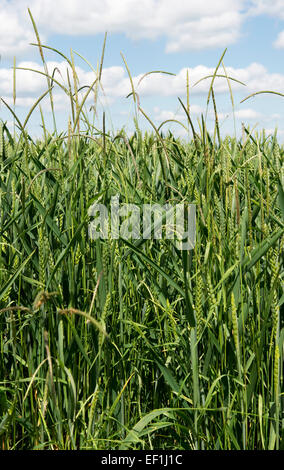Blackgrass, Alopecurus mvosuroides, fioritura dei picchi di erba in una coltivazione di grano in early orecchio, Berkshire, Giugno Foto Stock