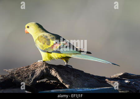 Regent Parrot (Polytelis anthopeplus), Gluepot, Sud Australia, SA, Australia Foto Stock