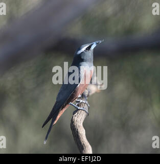 Bianco-browed Woodswallow (Artamus superciliosus), Gluepot, Sud Australia, SA, Australia Foto Stock