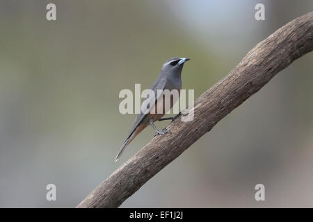 Bianco-browed Woodswallow (Artamus superciliosus), Gluepot, Sud Australia, SA, Australia Foto Stock