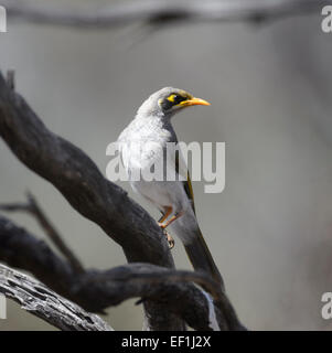 Giallo-throated Miner (Manorina flavigula), Gluepot, Sud Australia, SA, Australia Foto Stock