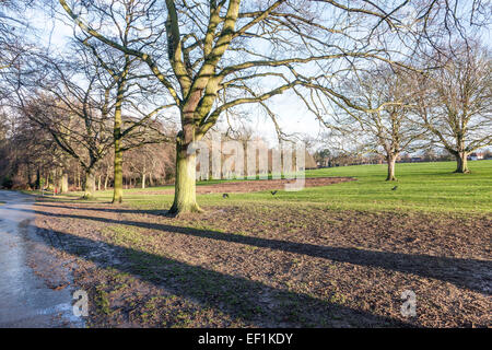 Bassa sun ombra degli alberi in Abington Park, Northampton su un pomeriggio inverni. Foto Stock