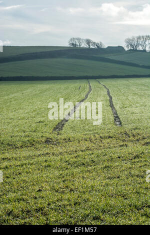 In inverno i germogli di grano in un freddo inverno di mattina. Metafora per la sicurezza alimentare / cibo crescente. Foto Stock