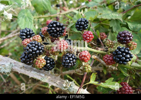 Frutto di more selvatiche, Rubus fruticosus, maturazione in Berkshire siepe in agosto Foto Stock