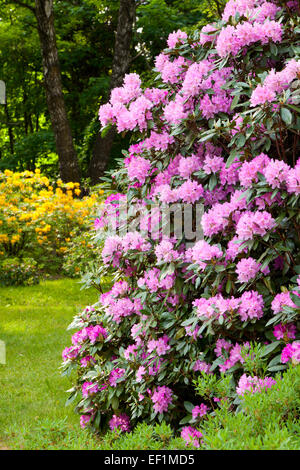 Cespugli di rododendro nel giardino estivo Foto Stock