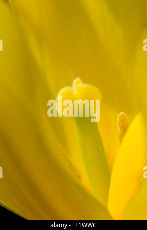 Tulip Flower Stame Close Up Cornovaglia; Regno Unito Foto Stock