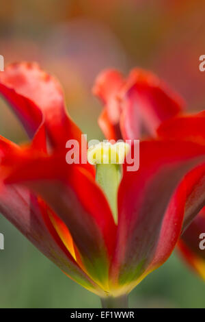 Tulip Flower Close Up Cornovaglia; Regno Unito Foto Stock