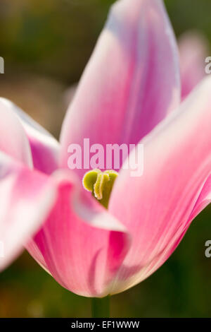 Tulip Flower Close Up Cornovaglia; Regno Unito Foto Stock