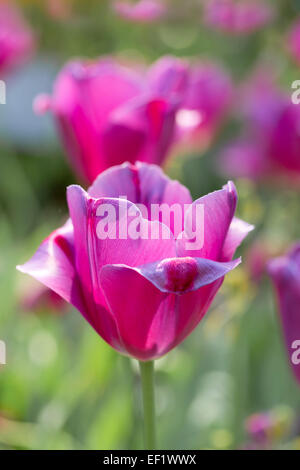 Tulip Flower Cornwall, Regno Unito Foto Stock