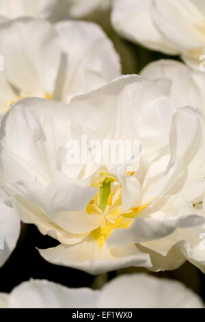 Tulip Flower Close Up Cornovaglia; Regno Unito Foto Stock