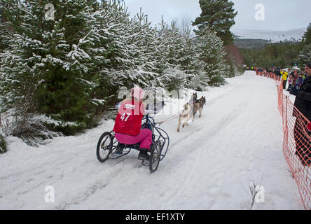 Il traguardo è in vista per questo concorrente in Aviemore Sled Dog concorrenza tenuto ogni Gennaio. SCO 9430. Foto Stock