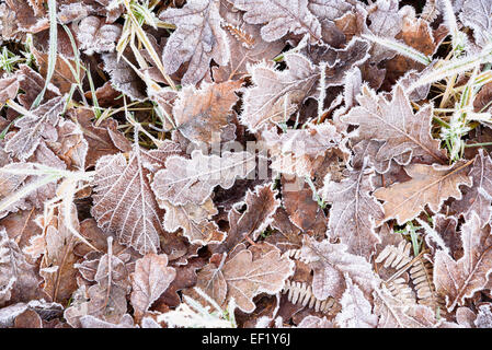 Frosty foglie, prevalentemente di rovere con alcuni hazel, Ken Dee paludi, Dumfries & Galloway, Scozia Foto Stock