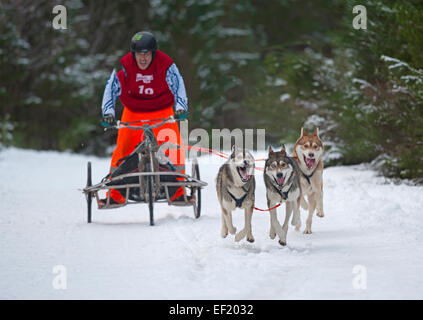 Il Siberian Husky Sled Dog Rally che si svolgono ogni mese di gennaio in Glenmore Forest Aviemore, Scozia. SCO 9437. Foto Stock