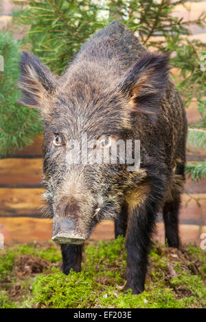 Ripieni di cinghiale, tassidermia Foto Stock