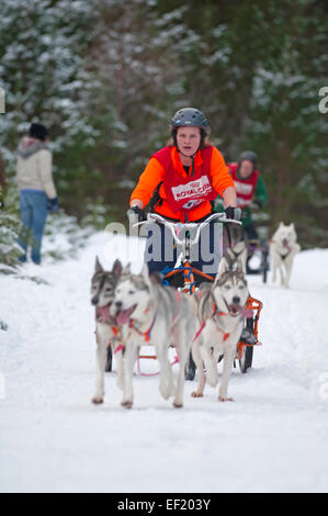 Il Siberian Husky Sled Dog Rally che si svolgono ogni mese di gennaio in Glenmore Forest Aviemore, Scozia. SCO 9438. Foto Stock