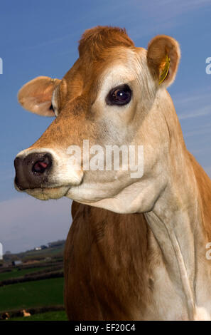 Jersey mucca in una fattoria in Cornovaglia,utilizzato per la qualità del suo latte usato per prodotti lattiero-caseari, panna, formaggio, ice-cream.Un allevamento DEL REGNO UNITO Foto Stock