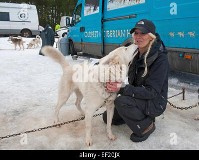 Un Musher a Aviemore Siberian Huskey slitta trainata da cani caso prepara uno dei suoi animali prima della concorrenza. SCO 9452. Foto Stock