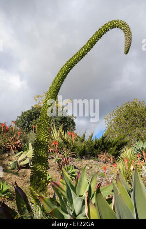 Agave attenuata, Lion's tail, pianta e collo di cigno, coda di volpe, fioritura, Spagna. Foto Stock