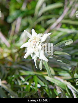 Famoso fiore Edelweiss (Leontopodium alpinum), simbolo delle Alpi Foto Stock