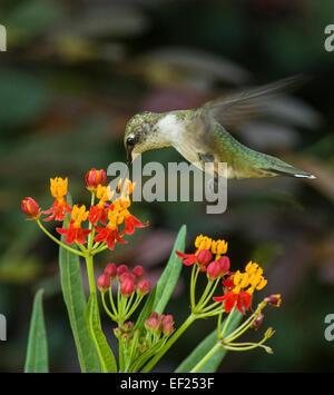 Un colibrì nero-inned che alimenta su munghie Foto Stock