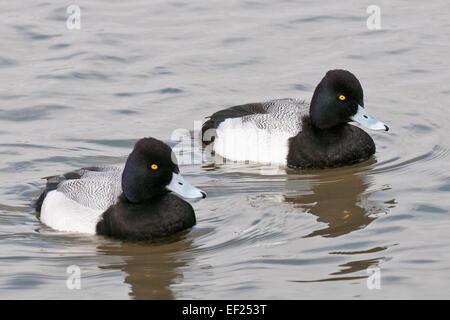 Due maschio Lesser Scaup anatre Aythya Affinis Foto Stock