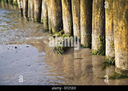 Groyne sulla riva del Mar Baltico. Foto Stock