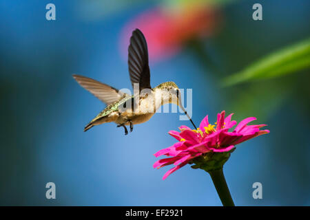 Ruby throated hummingbird in volo su alimentazione rosa zinnia fiore. Foto Stock
