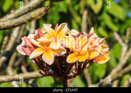 Immagine ravvicinata di fiori di frangipani su albero Foto Stock