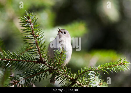 Goldcrest (Regulus regulus).uccello selvatico in un habitat naturale. Foto Stock