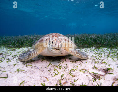 Tartaruga Verde in Hol Chan riserva marina, Belize Foto Stock