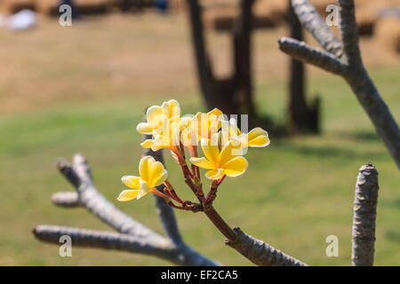 Immagine ravvicinata di fiori di frangipani su albero Foto Stock