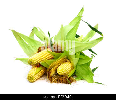 Tre spighe di grano isolato su uno sfondo bianco Foto Stock