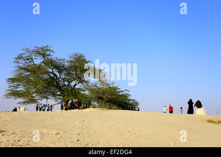 Le persone che visitano l'albero della vita, specie (Prosopis cineraria), il Regno del Bahrein Foto Stock