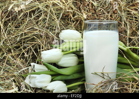 Bicchiere di fresco latte naturale e tulipani bianco sul fieno Foto Stock