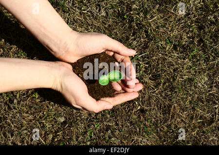 Piccolo germoglio verde in mani femminili Foto Stock
