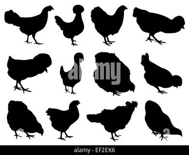 Illustrazione di diverse galline isolato su bianco Foto Stock