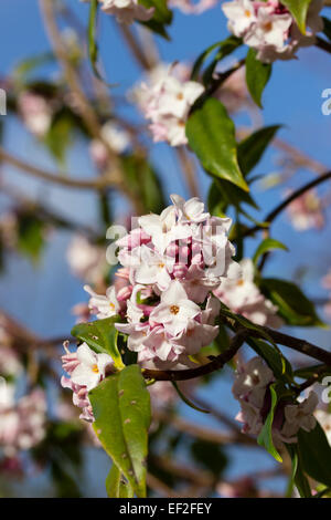 Fragranti fiori invernali dell'arbusto sempreverde, Daphne bholua 'Jaqueline Postill' Foto Stock