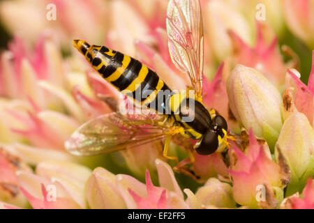 Una femmina del Regno Unito, hoverfly Sphaerophoria scripta, si nutrono di fiori di Sedum Foto Stock