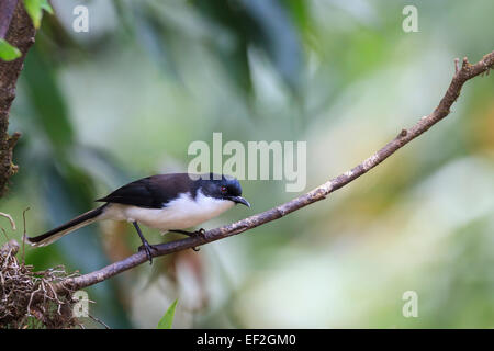 Sibia (Heterophasia melanoleuca) a sfondo scuro arroccato sul ramo. Doi Lang. Parco Nazionale Doi Pha Hom Pok. Thailandia. Foto Stock