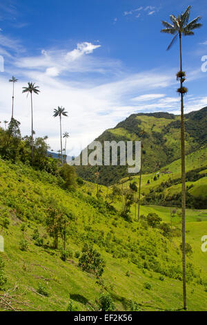 Palme da cera - le più alte del mondo palme - in Colombia la valle Cocora Foto Stock